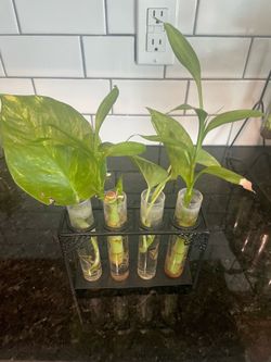 Pothos cuttings