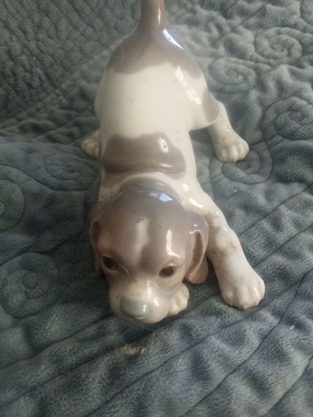 Gray And White Dog Gadro