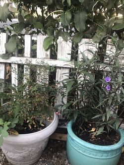 Plants
