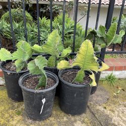 Unknown Cactus - Possibly Euphorbia