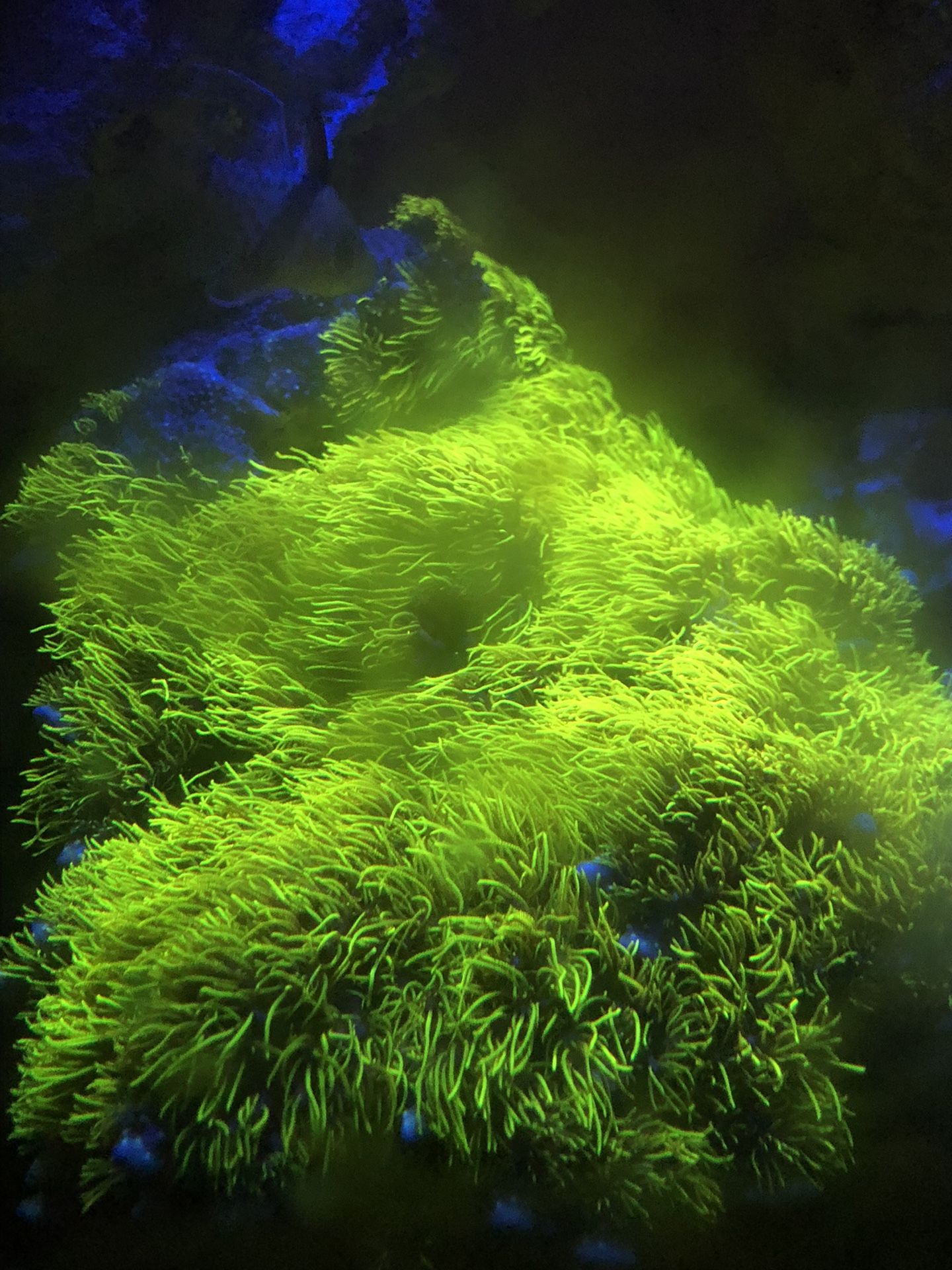 GSP Green Star Frags