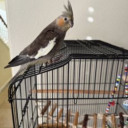 Cocktail Bird Cage