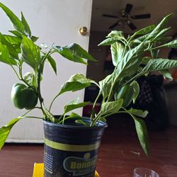 Bell pepper plants