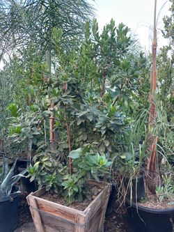 Arbutus Marina strawberry tree, shade tree 24” box