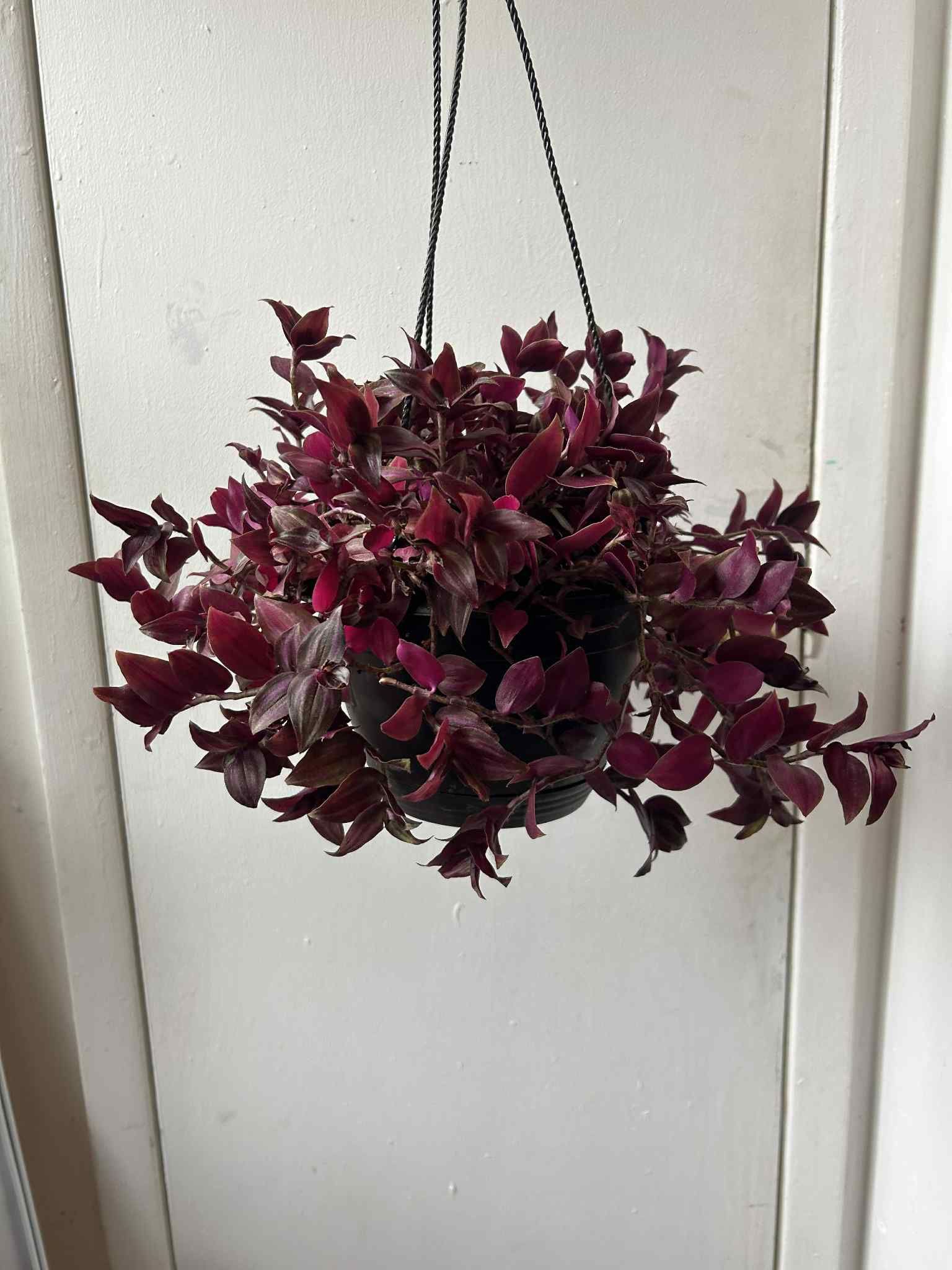Tradescantia In A Hanging Pot