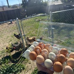 18 Fresh eggs