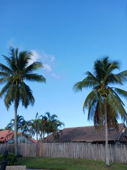 Free Coconuts