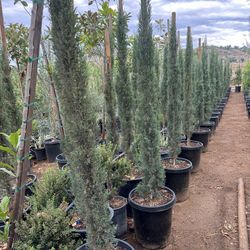 Italian Cypress 15gal