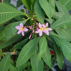 Plumeria Cutting