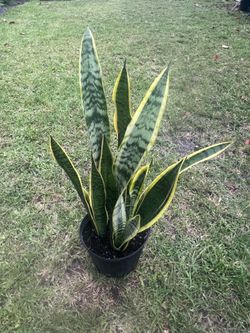 SNAKE PLANT (3 gallon pot) Air Purifying