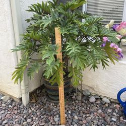 Philodendron Plant