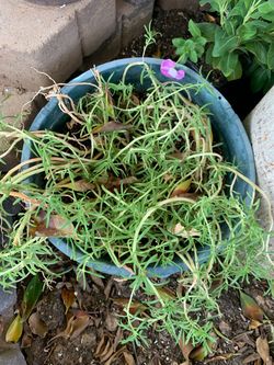 Moss Rose Amor De Un Rato Plants