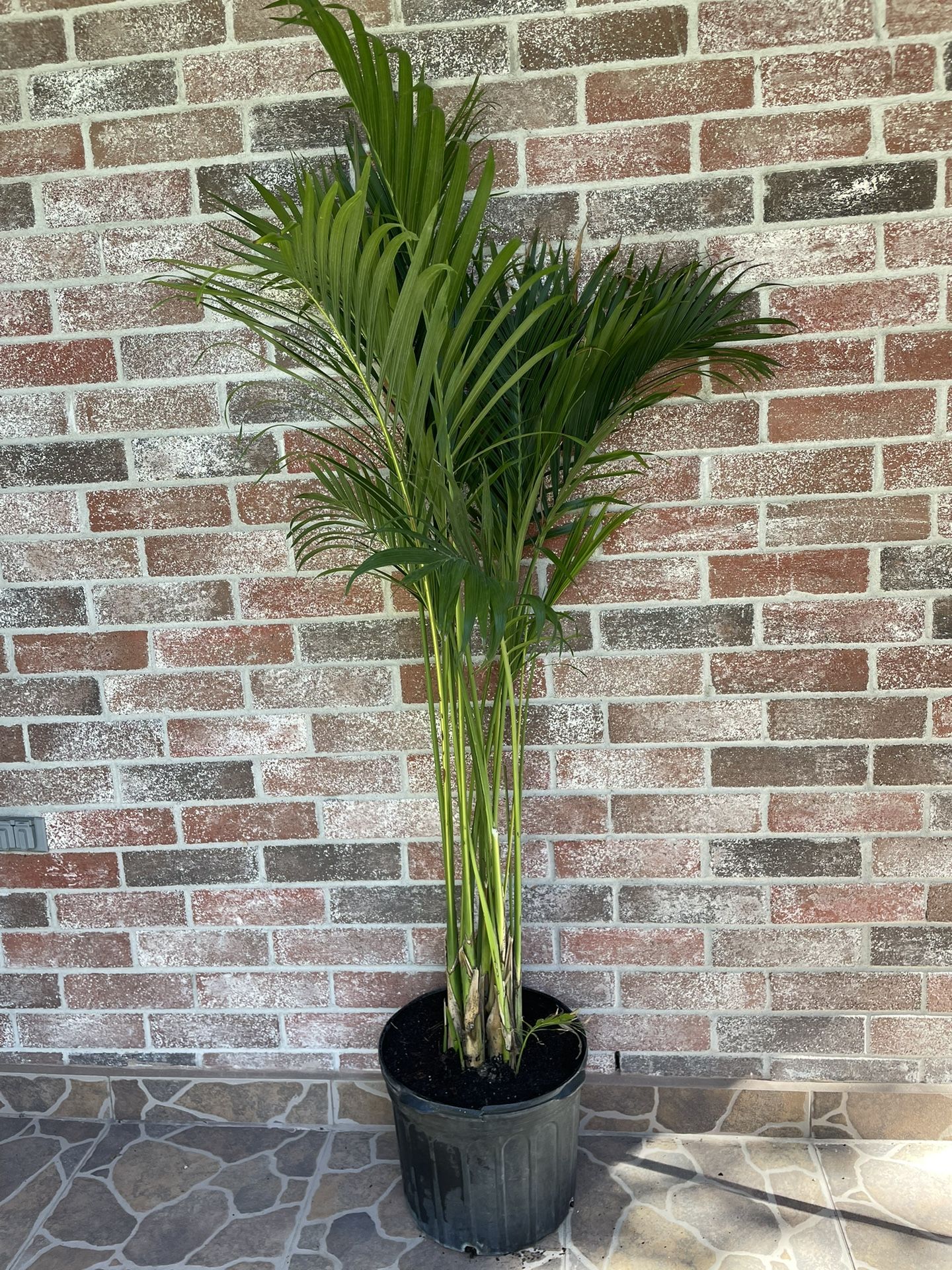 Cat Palm (Chamaedorea)