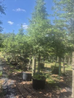 Live oak trees, twenty foot tall, delivered and planted anywhere in florida