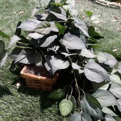 Artificial Plants