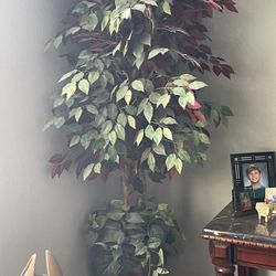 Tall 6 Foot Silk Tree