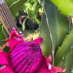 Dragon Fruit Plant