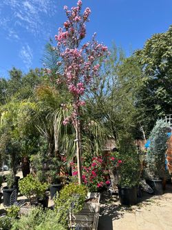 Crepe Myrtle tree 24”box