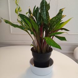 Milgro Calla Lily Plant ❤️ 89103