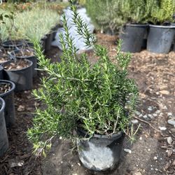 Rosemary