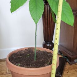 "Large Haas" Avocado Trees 