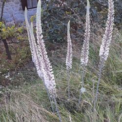 *Rare* Giant Sea Squill Succulent Bulb  ‘Drimia Maritima’