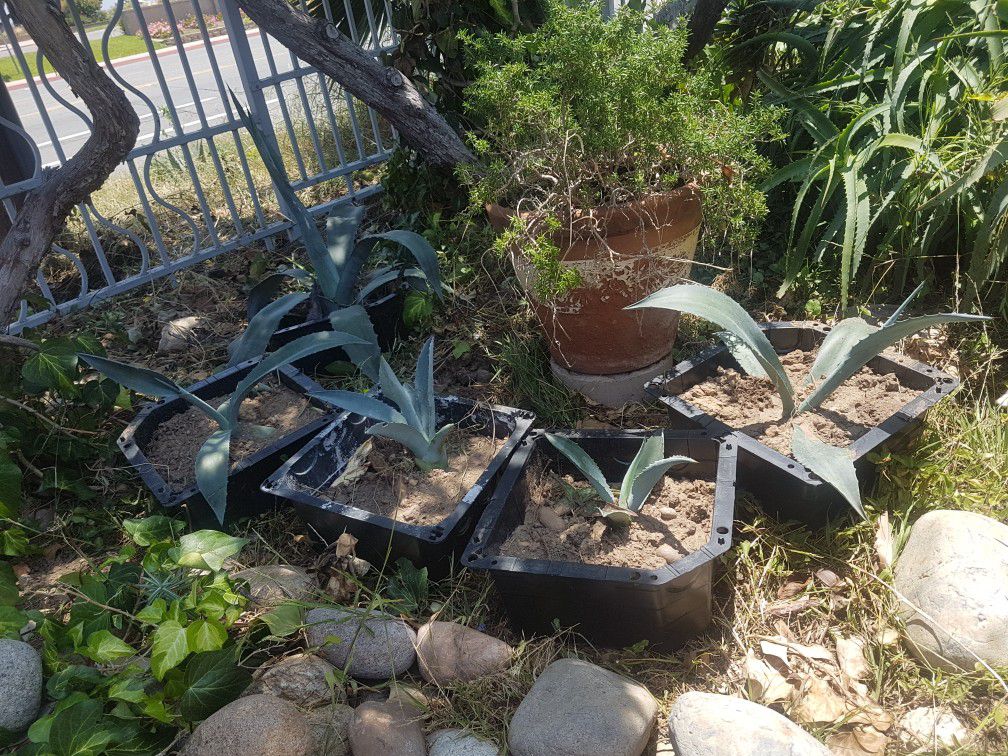 Agave cactus $15 each will grow huge