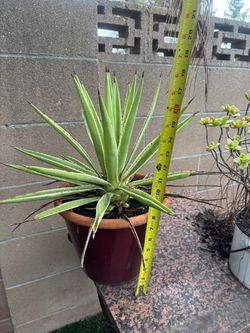 Caribbean Agave
