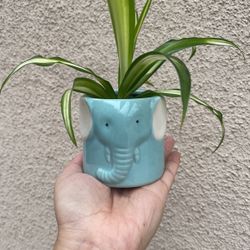 Beautiful Variegated Spider Plant With Cute Pot