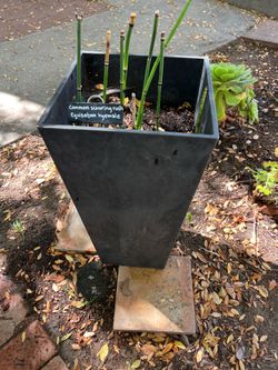 Two planters 10x10” 19” h 25$ each