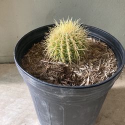 Golden barrel Cactus