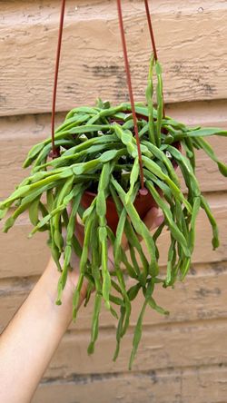 6” Ripsalis Paradoxa
