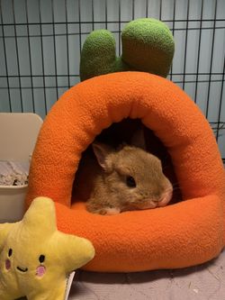 small pet hideout bed for rabbits guinea pig chinchilla