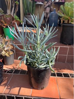 Blue Chalksticks Succulent (Senecio serpens)