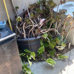 Succulents With Big Pot  You can make a lot Of plants Out of This plant