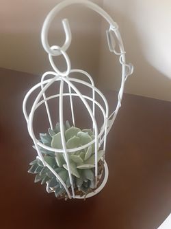 Succulent in a birdcage