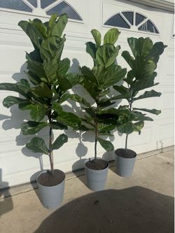 Fiddle leaf fig over 5ft 65$ each