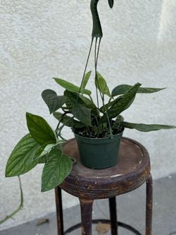 Monstera Peru Plant