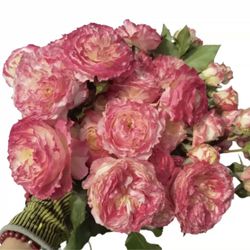 Rare Chinese Rose Plant-[First Bloom] chuzhuang