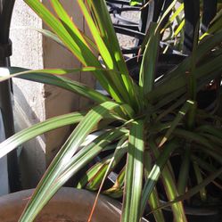 Planta Purifica el Aire 
