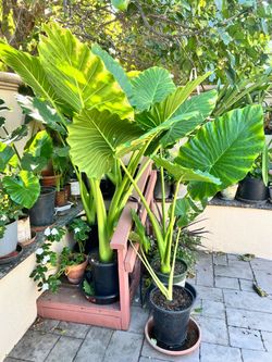 Large Elephant Plants $40 each