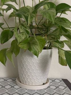 Money plant