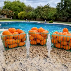 Kumquats Glendora Area Picked Fresh Daily