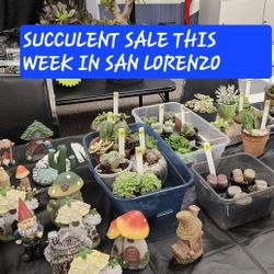 PLANT SALE THIS WEEK IN SAN LORENZO  PLEASE CONTACT ME
