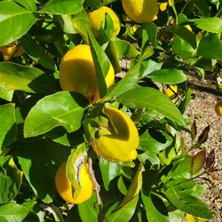 Fresh picked lemons