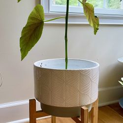 Angle Wing Plant With Pot 