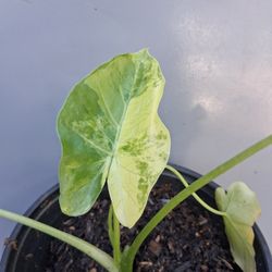 Varigated Alocasia 