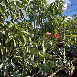 Avocado Trees