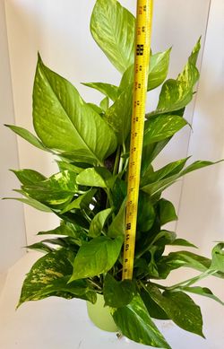 Golden pothos in 7” pot