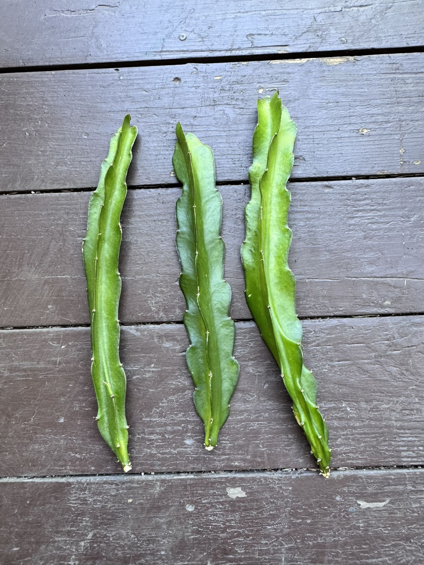 Dragonfruit Cuttings (3)